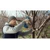 Akuoksakäärid Bosch Pro Pruner 12V kahe akuga komplekt - Image 3
